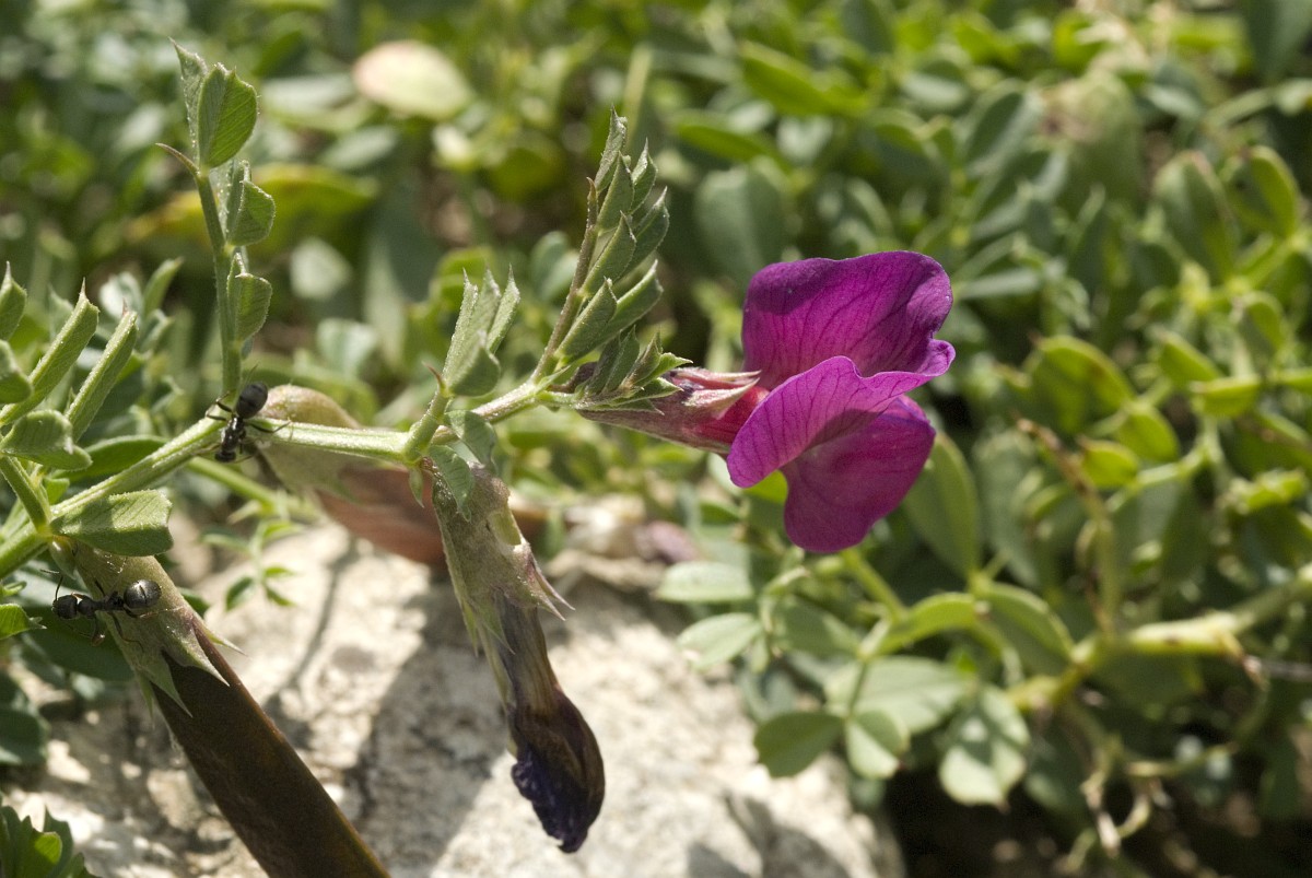 Vicia pyrenaica